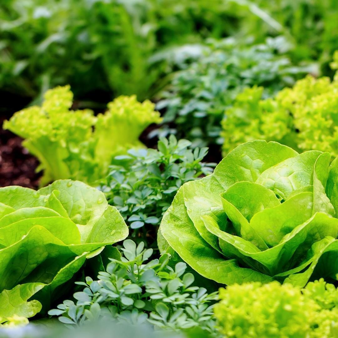 Culvita - Bio-Gemüseerde 40 Liter - inklusive 100-Tage-Nahrung - ideal für Urban Farming