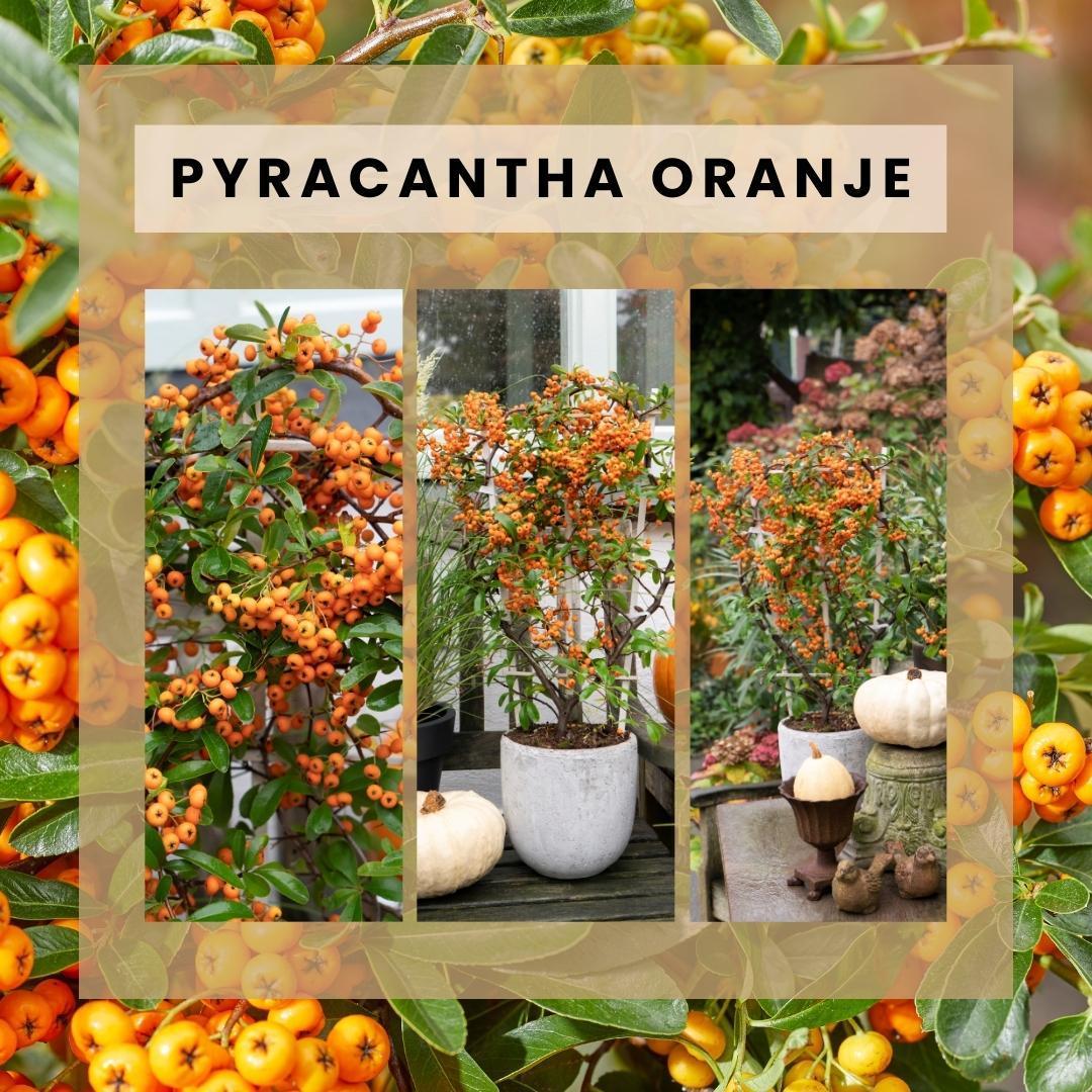 Pyracantha coccinea Orange Star | 12 cm Ø | 60 cm ↕