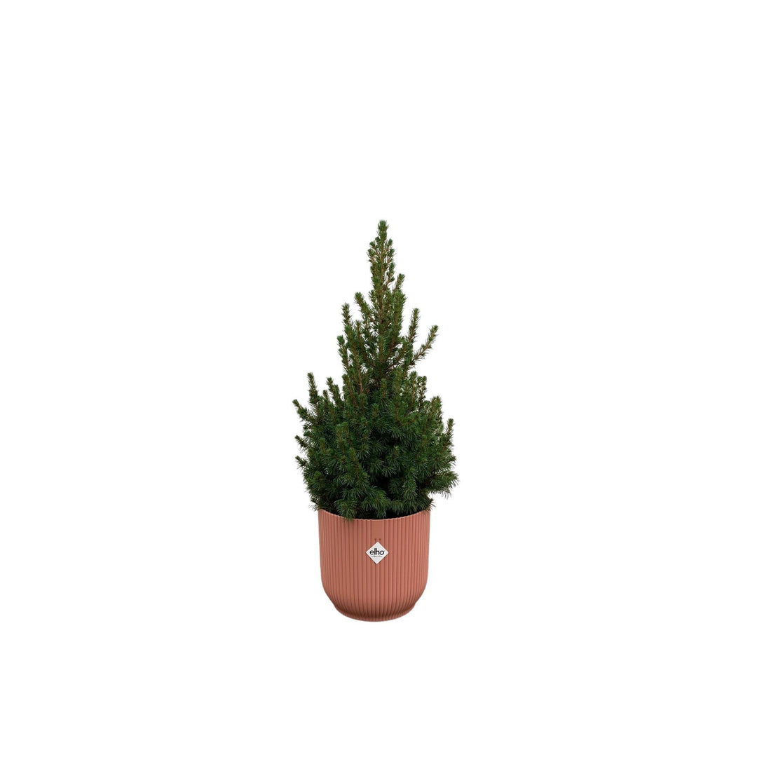 Combi deal - Picea Glauca (kerstboompje) inclusief elho Vibes Fold Round roze Ø22 - 60 cm