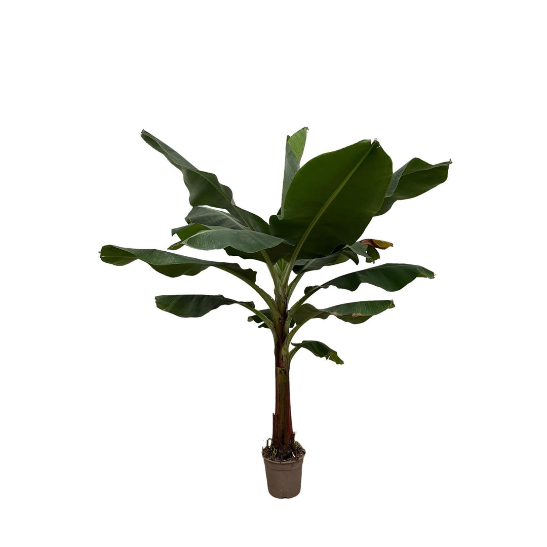 Bananenplant (Musa) - 200 cm - ø30