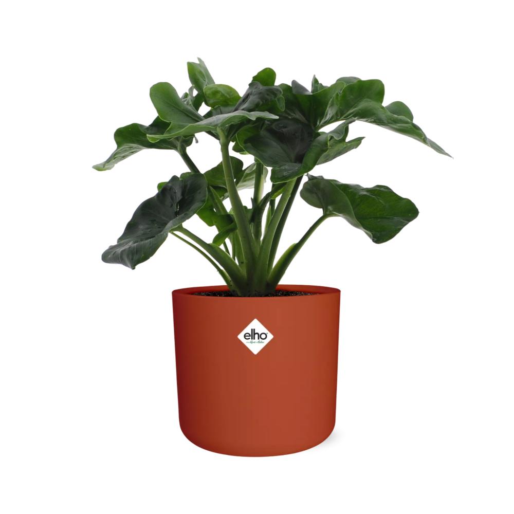 Philodendron Atom in ELHO b.for soft rond 14cm brique