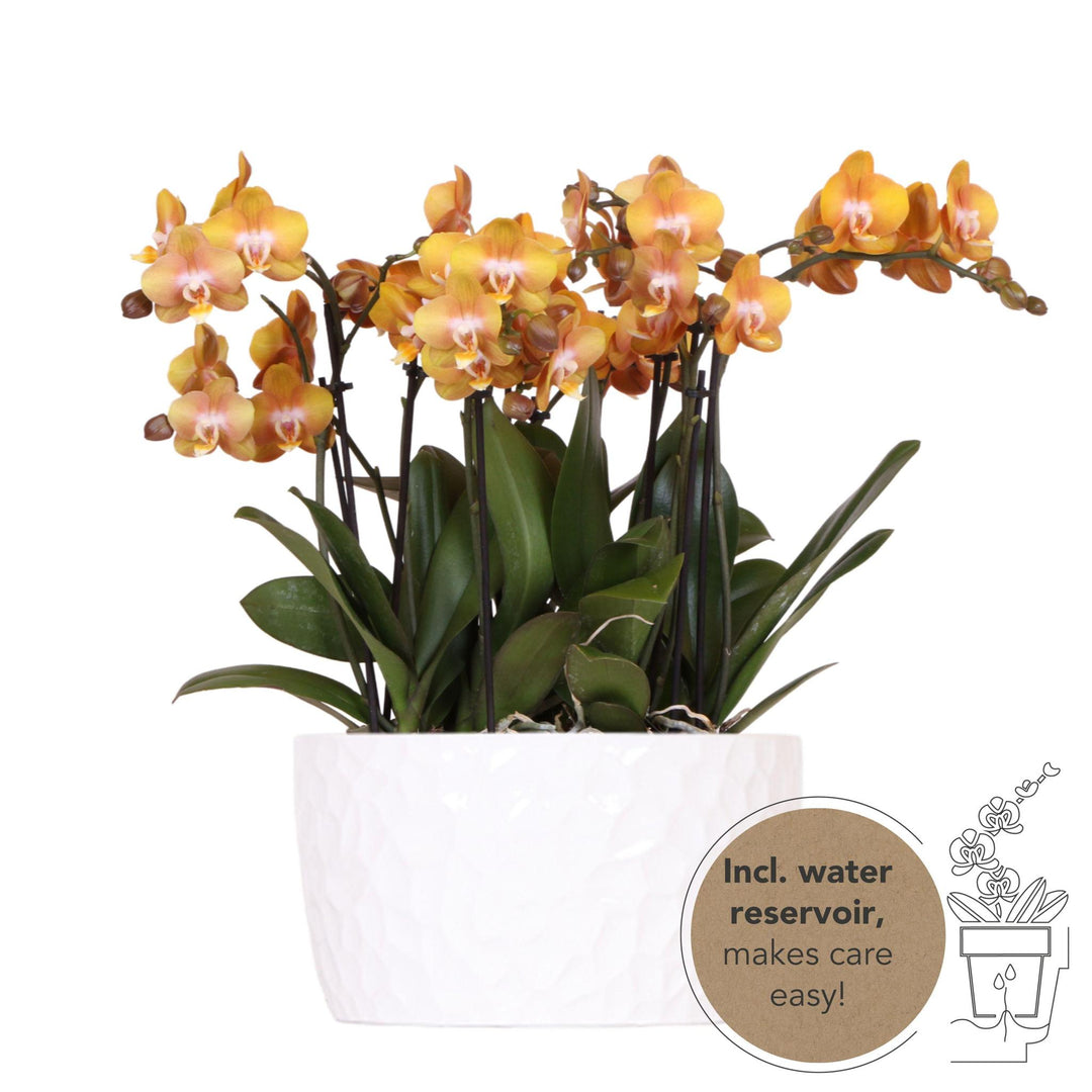orange Orchideen-Set in Honigschale inkl. Wasserreservoir | drei orange Orchideen Las Vegas12cm | Mono Bouquet weiß mit autarkem Wasserreservoir