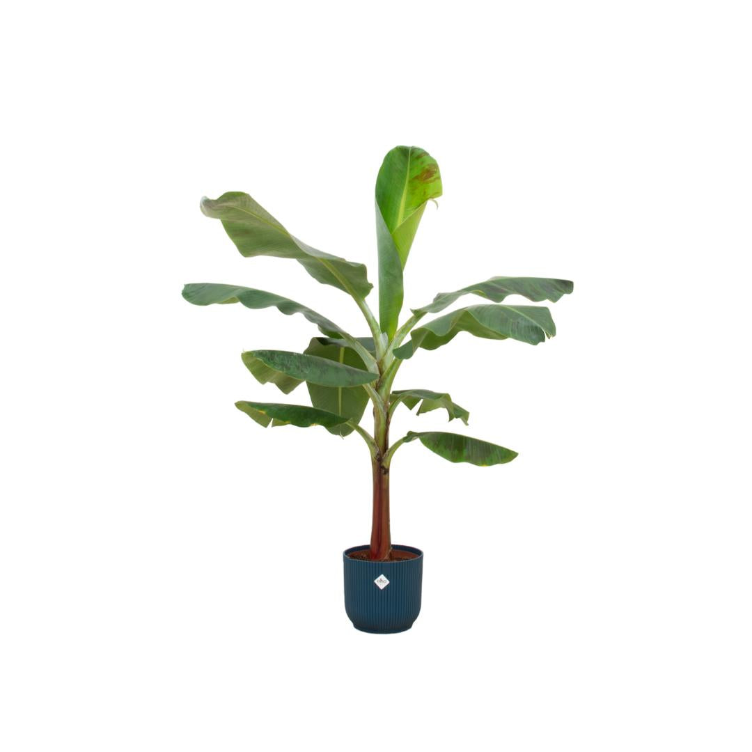 Combi deal - Bananenplant (Musa) inclusief elho Vibes Fold Round blauw Ø22 - 120 cm