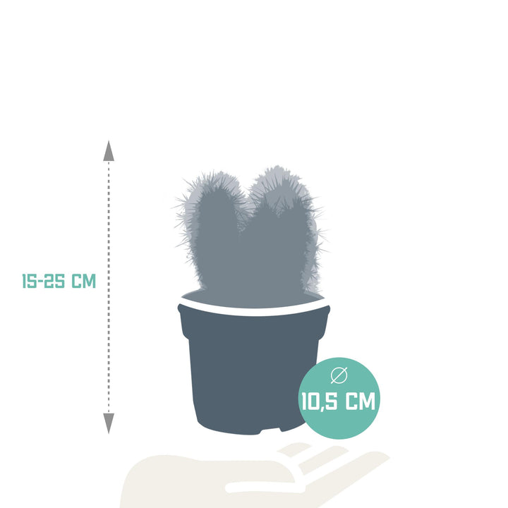 Cereus-Mischung 10,5 cm | 3 Stück