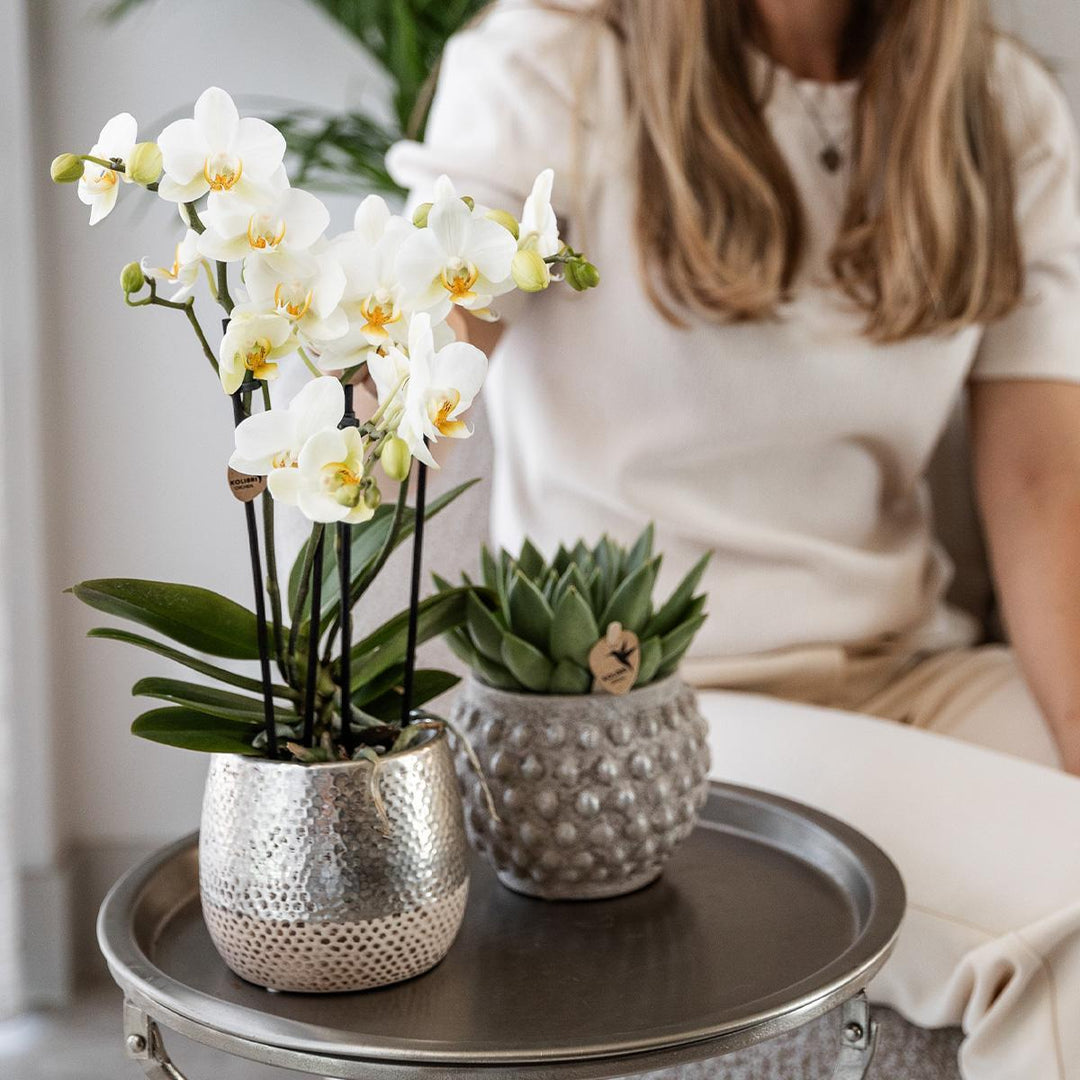 weiße Phalaenopsis Orchidee - Amabilis + Elite Topf silber- Topfgröße Ø9cm - 35cm hoch | blühende Zimmerpflanze - frisch vom Züchter