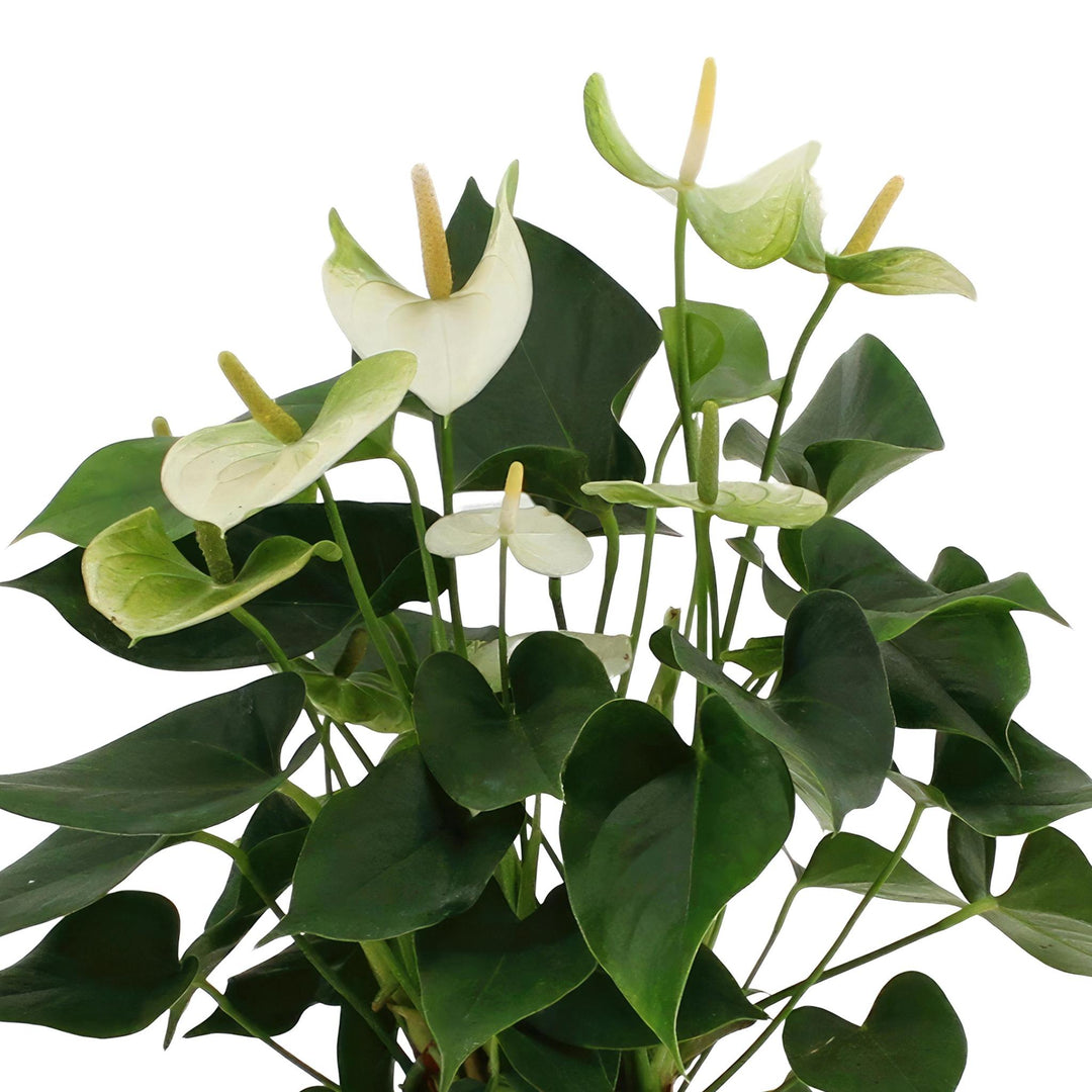 Anthurium andreanum Namora incl. PURE mand - 45cm - Ø12