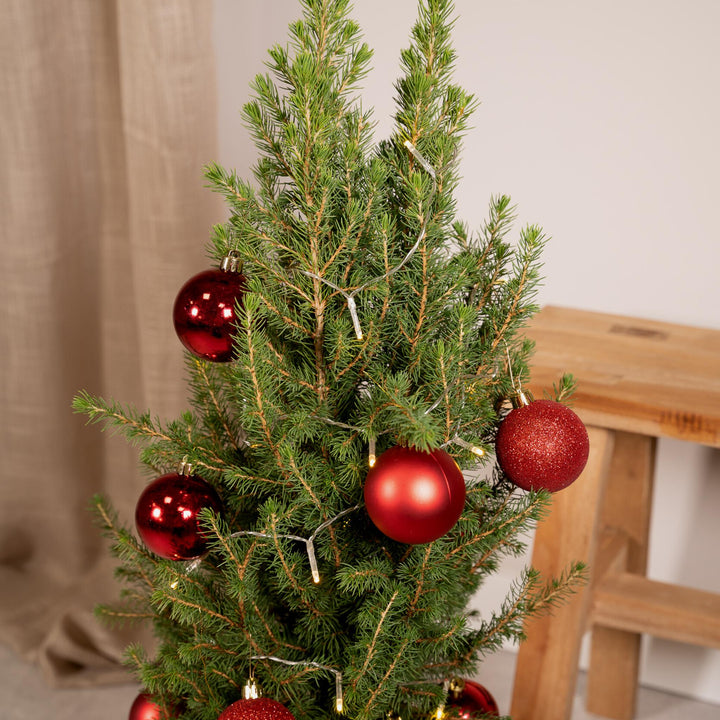 Picea Glauca Conica - Weihnachtsbaum - 80cm - 21Ø
