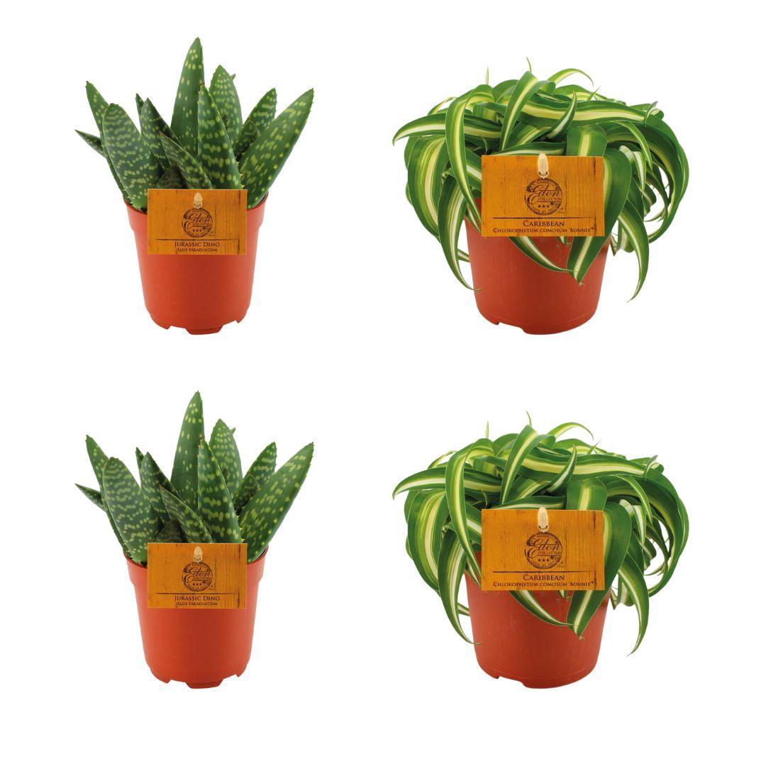 2x Aloe Paradisicum + 2x  Chlorphytum Bonnie - 4 stuks - Ø10.5cm - ↕10cm