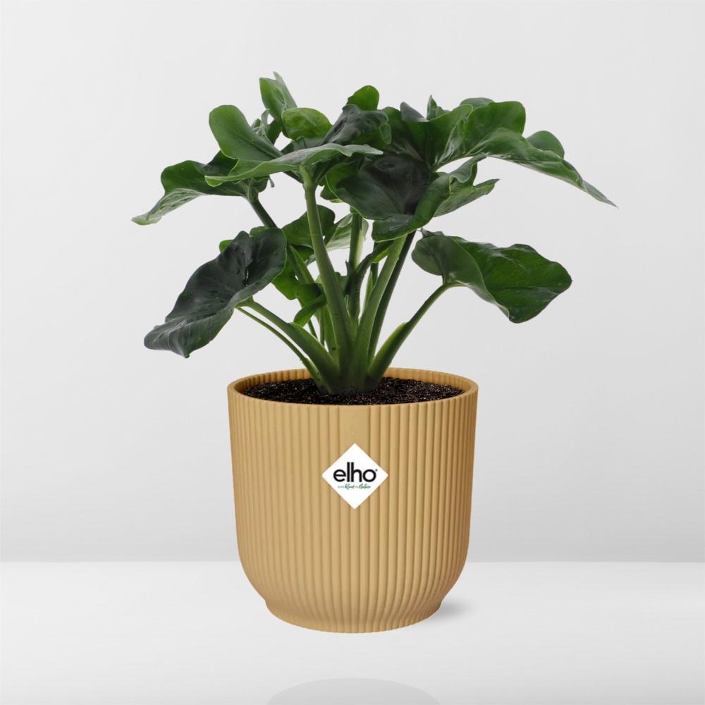 Philodendron Atom in ELHO Vibes Fold 14cm geel