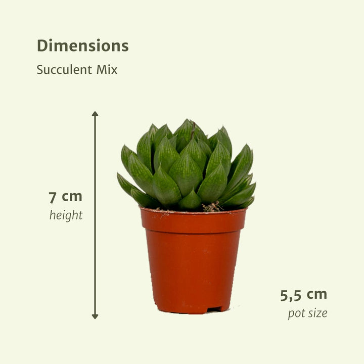 Succulenten Mix - 10 stuks - 7cm - Ø5,5