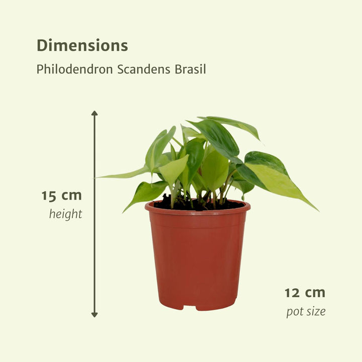 4x Philodendron Scandens Brasil - - 5cm - ø12