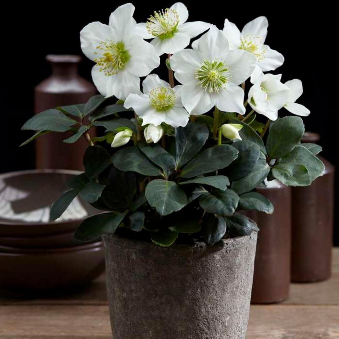 Set von 12 Christrosen Pflanzen | 12x Helleborus niger 'Christmas Carol' | 7 cm Ø | 20 cm ↕