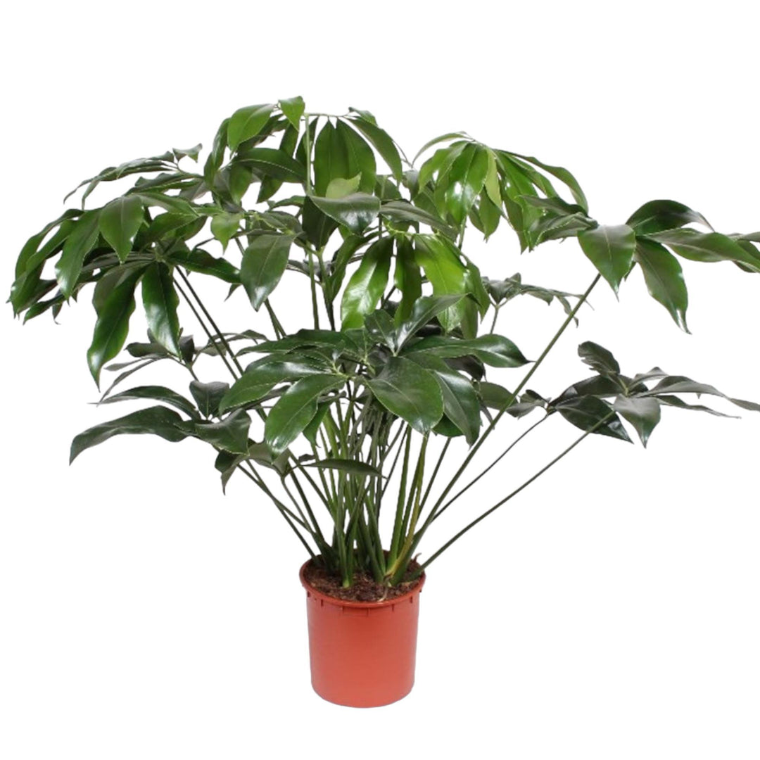 Philodendron Green Wonder - 140 cm - ø34