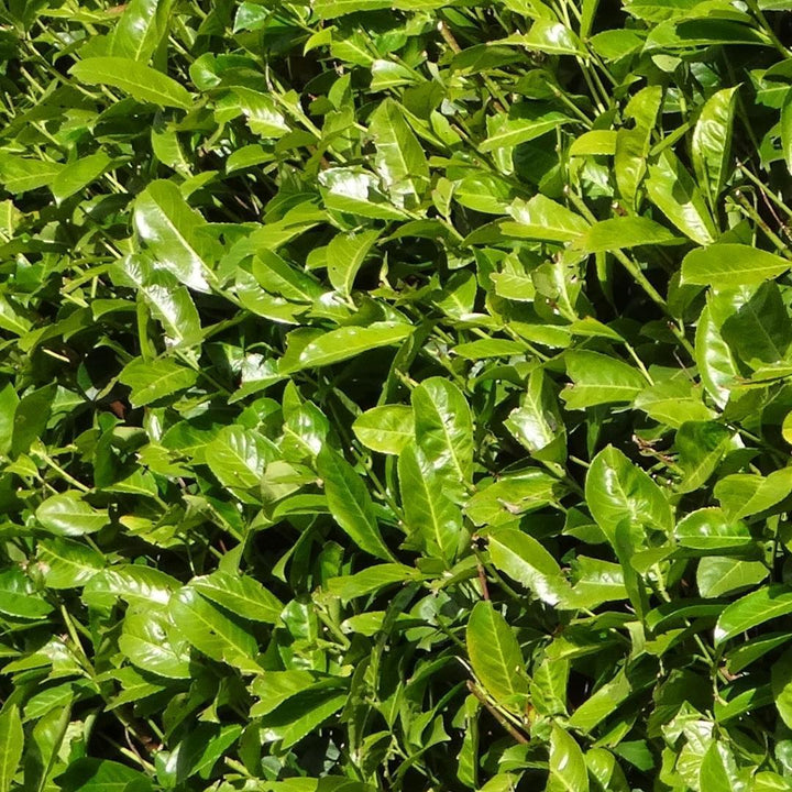 20 Extra Große Kirschlorbeer Pflanzen Rotundifolia für 10 laufende Meter Hecken | ↨ 125-150 cm im 15 L Topf