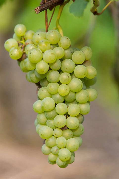 b69039p vitis johanniter vinifera weinrebe kaufen Foto-5