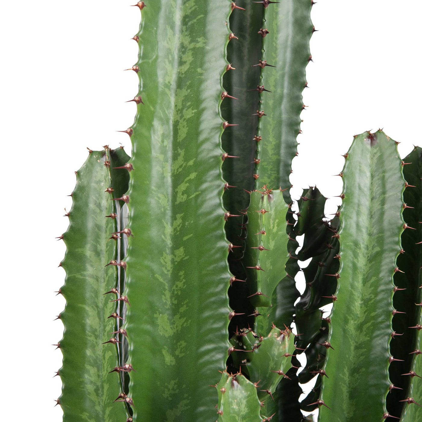 Westernkaktus (Euphorbia Acrurensis) - Nachhaltige Zimmerpflanzen kaufen Botanicly Foto 2