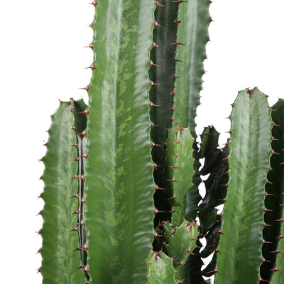 Westernkaktus (Euphorbia Acrurensis) - Nachhaltige Zimmerpflanzen kaufen Botanicly Foto 2